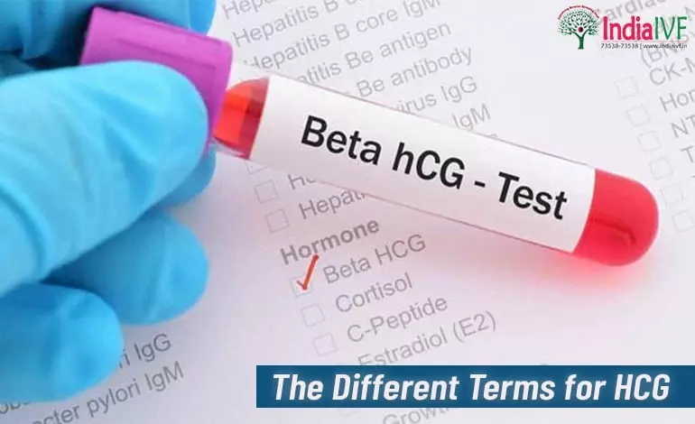 The-Different-Terms-for-HCG